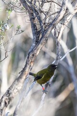 A tagged Bellbird perches on a branch in Tawharanui Regional Park. The bird is part of a research...