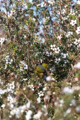 A Silvereye bird forages for nectar in a Manuka tree in full bloom in New Zealand. The bird is...