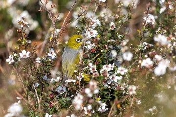 A Silvereye bird forages for nectar in a Manuka tree in full bloom in New Zealand. The bird is...