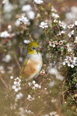 A Silvereye bird forages for nectar in a Manuka tree in full bloom in New Zealand. The bird is...