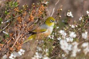 A Silvereye bird forages for nectar in a Manuka tree in full bloom in New Zealand. The bird is...