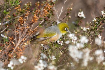 A Silvereye bird forages for nectar in a Manuka tree in full bloom in New Zealand. The bird is...