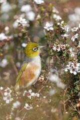 A Silvereye bird forages for nectar in a Manuka tree in full bloom in New Zealand. The bird is...