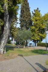 A charming Venetian urban park captured on a sunny day, featuring a circular stone path surrounded by lush vegetation. The arrangement includes leafy trees of various species, including conifers 