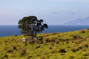 A lone pohutukawa tree stands on a grassy hill next to a wooden fence overlooking the ocean in New...