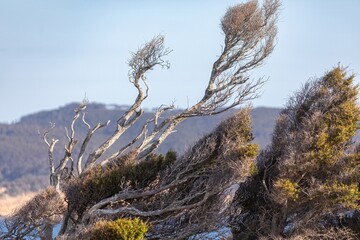 Coastal trees are shaped by strong winds in Tawharanui Regional Park, Warkworth, Auckland, New...