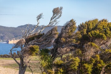 Coastal trees are shaped by strong winds in Tawharanui Regional Park, Warkworth, Auckland, New...