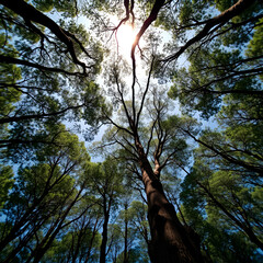 A cinematic, widescreen shot emphasizing the grandeur of the sunlit canopy.