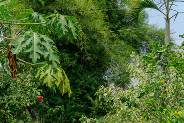 Lush Green Foliage in a Tropical Garden