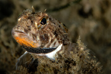 Icelinus quadriseriatus, Yellowfin sculpin from Redondo Beach, California
