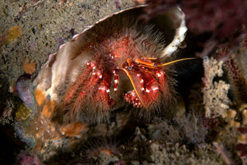 Paguristes ulreyi, Furry hermit crab