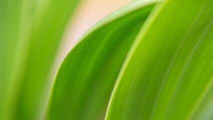 Abstract Green Plant Leaves Background with Freshness and Natural Beauty close up photography for botanical and environmental themes