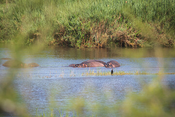 As dangerous as beautifuls, the hippos are incredible to watch in or out of the water