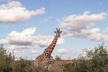 Fototapeta premium How tall can a Giraffe be? We just found out at the Kruger Park in South Africa, making the safari