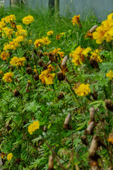 Vibrant Yellow Marigold Garden in Bloom
