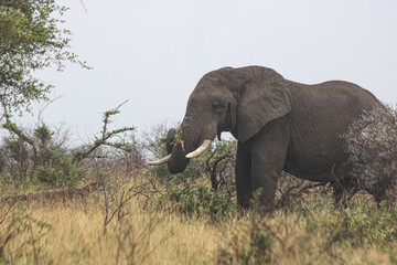 Wild elephant on the safari in South Africa on Kruger National Park
