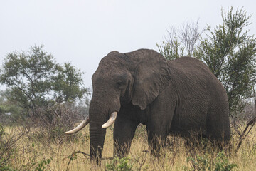 Obraz premium Wild elephant on the safari in South Africa on Kruger National Park
