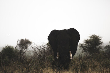 Wild elephant on the safari in South Africa on Kruger National Park