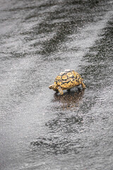 leopard tortoise is hard to find, but once you make it, it is lovely to watch them so small among other huge animals