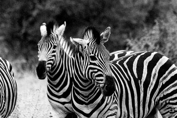 Zebra is one of the coolest animal to find on the Kruger Safari, South Africa