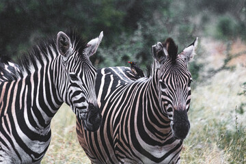 Zebra is one of the coolest animal to find on the Kruger Safari, South Africa