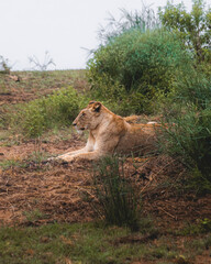 Lioness and lions are the most powerful animals on Kruger and all South Africa and you can feel that from them as soon as you look at them