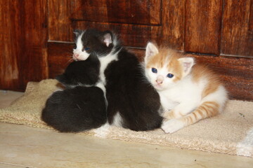 a beautiful scene of cat and her kittens
