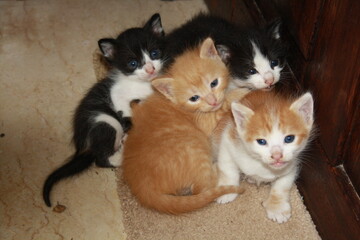 a beautiful scene of cat and her kittens