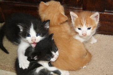 a beautiful scene of cat and her kittens