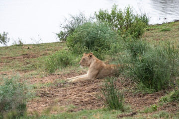 Lioness and lions are the most powerful animals on Kruger and all South Africa and you can feel that from them as soon as you look at them