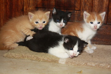 a beautiful scene of cat and her kittens