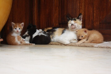 a beautiful scene of cat and her kittens