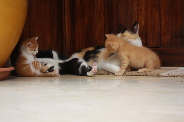 a beautiful scene of cat and her kittens