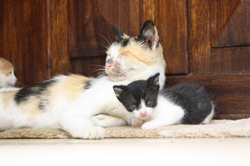 a beautiful scene of cat and her kittens