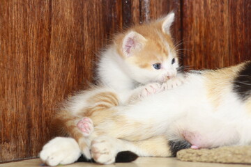 a beautiful scene of cat and her kittens