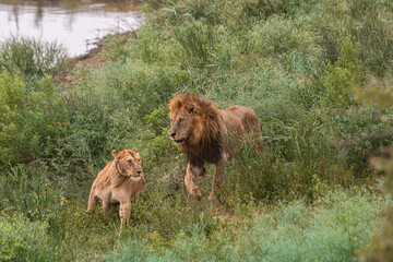 Lioness and lions are the most powerful animals on Kruger and all South Africa and you can feel that from them as soon as you look at them