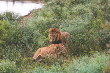 Lioness and lions are the most powerful animals on Kruger and all South Africa and you can feel that from them as soon as you look at them © klaussegon