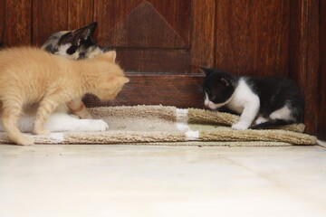 a beautiful scene of cat and her kittens