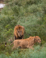 Lioness and lions are the most powerful animals on Kruger and all South Africa and you can feel that from them as soon as you look at them