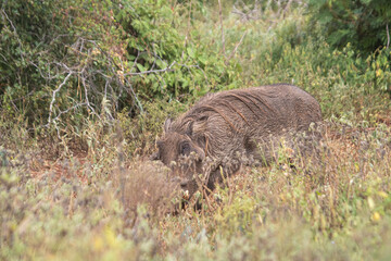 Warthogs are funny and pretty fast and there is a lot of them at the Kruger Park in South Africa