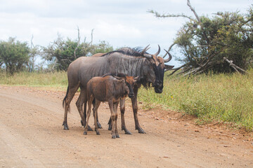 Gnu is a very typical animal to look at Kruger Park in South Africa