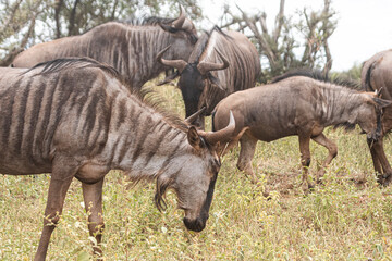 Gnu is a very typical animal to look at Kruger Park in South Africa