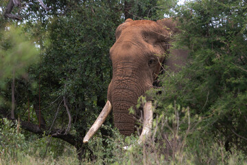 Wild elephant on the safari in South Africa on Kruger National Park