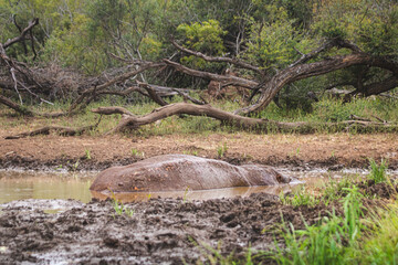 As dangerous as beautifuls, the hippos are incredible to watch in or out of the water