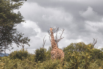 How tall can a Giraffe be? We just found out at the Kruger Park in South Africa, making the safari