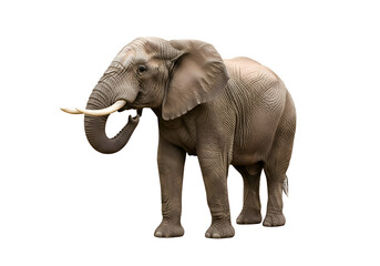 Fototapeta premium Large african elephant against a black background.