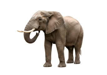 Large african elephant against a black background.
