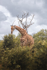How tall can a Giraffe be? We just found out at the Kruger Park in South Africa, making the safari