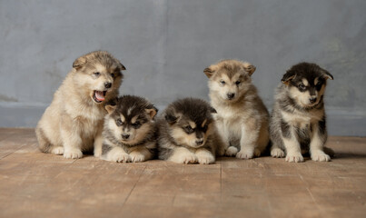 portrait of puppies on a gray background