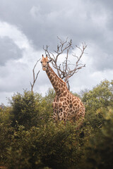How tall can a Giraffe be? We just found out at the Kruger Park in South Africa, making the safari